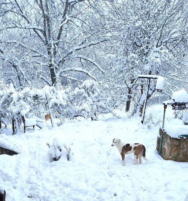 onze tuin op 18 februari 2026